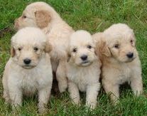 Goldendoodle puppies, goldendoodle, goldendoodles,goldendoodle breeders, Ohio goldendoodle breeders